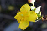 Fourpetal St. Johnswort